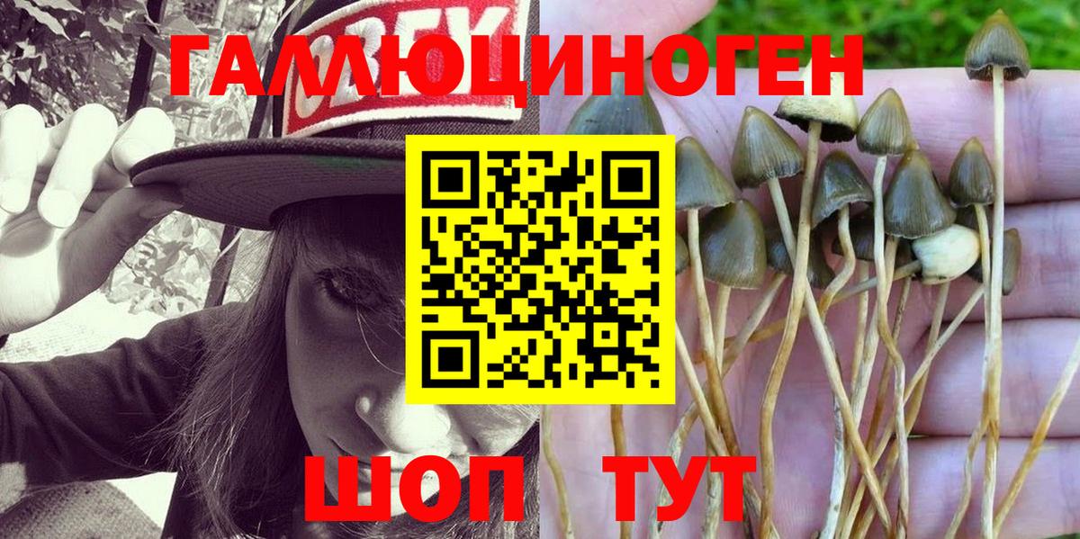 Псилоцибиновые грибы Psilocybe Истра